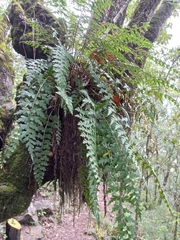 Asplenium praemorsum