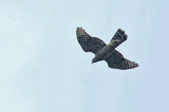Accipiter gentilis