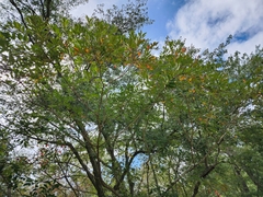 Toxicodendron vernix