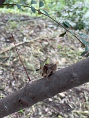 Sphenarium purpurascens