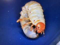 Melolontha melolontha