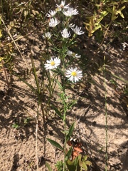 Symphyotrichum pilosum