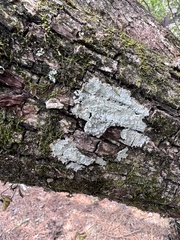 Cryptothecia striata