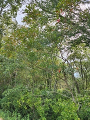 Toxicodendron vernix