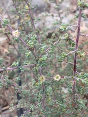 Salsola divaricata