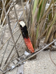 Phallus rubicundus