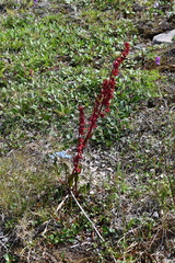 Rumex arcticus