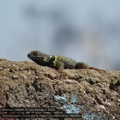 Sceloporus mucronatus