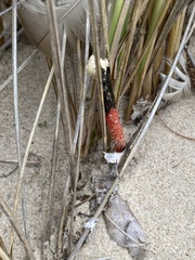 Phallus rubicundus