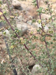 Salsola divaricata