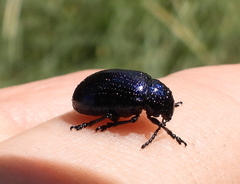 Chrysochus