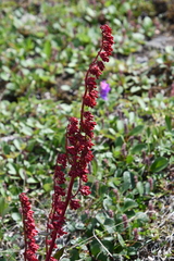 Rumex arcticus