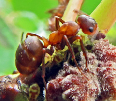 Formica rufa
