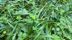 Carex sylvatica