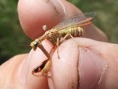 Mantispa styriaca