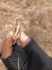 Cyrtacanthacris tatarica