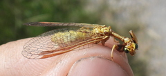 Mantispa styriaca