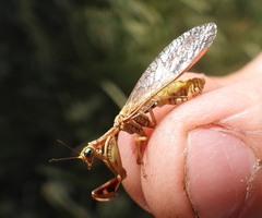 Mantispa styriaca