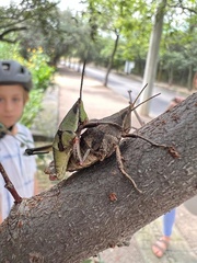 Sphenarium purpurascens