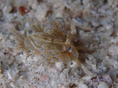 Dondice occidentalis