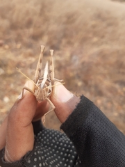 Cyrtacanthacris tatarica