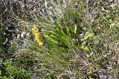 Taraxacum glabrum