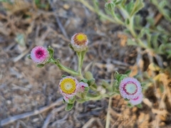 Helichrysum argyrosphaerum