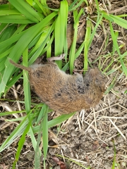 Microtus agrestis