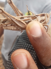 Cyrtacanthacris tatarica