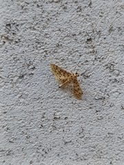 Conogethes