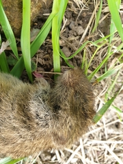 Microtus agrestis