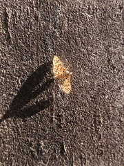 Conogethes