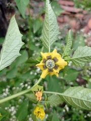 Physalis philadelphica