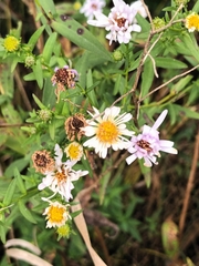 Symphyotrichum lanceolatum