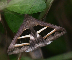 Grammodes stolida