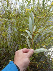 Salix