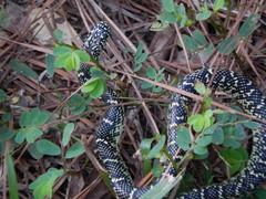 Lampropeltis holbrooki