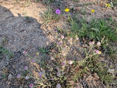 Helichrysum argyrosphaerum