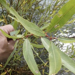 Salix