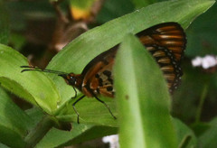 Byblia anvatara
