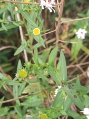 Symphyotrichum lanceolatum