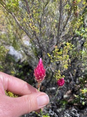 Edmondia