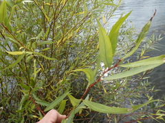 Salix