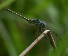 Trithemis stictica