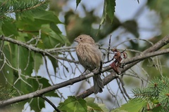 Haemorhous mexicanus