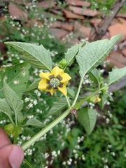 Physalis philadelphica
