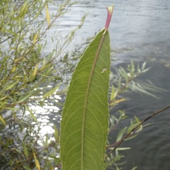 Salix