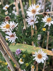 Symphyotrichum lanceolatum