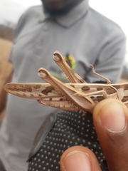 Cyrtacanthacris tatarica