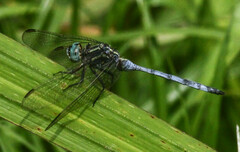Orthetrum julia